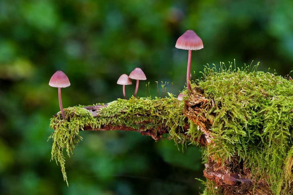 mushrooms-Image by Andreas from Pixabay