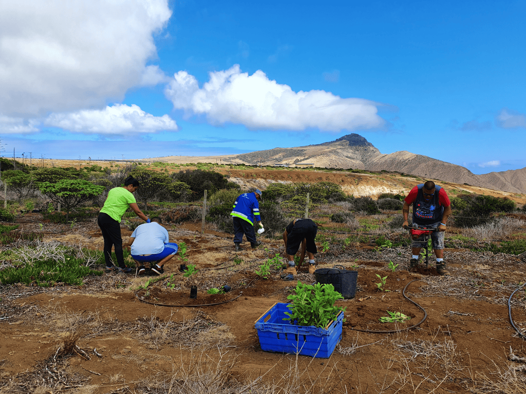 Restoration St Helena