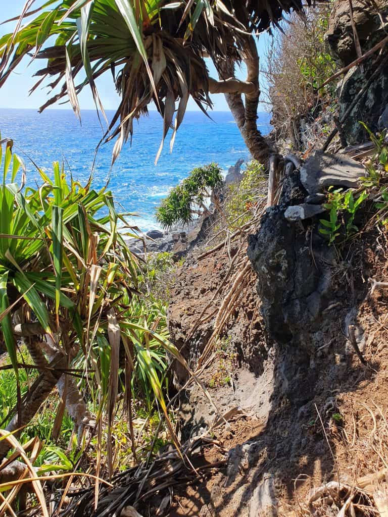 Observation © Quentin Paynter Thatch Screwpine Pandanus tectorius