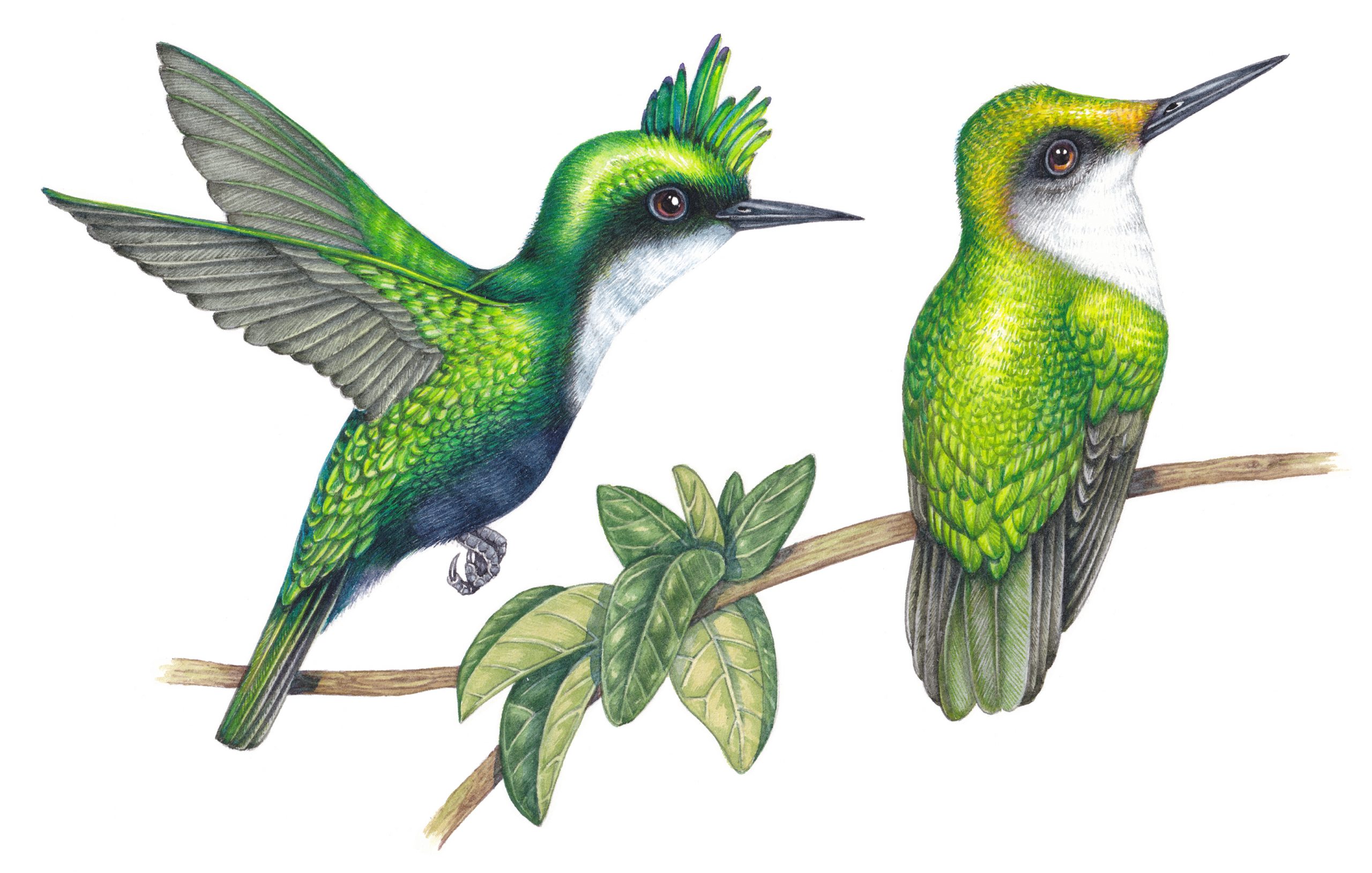 Antillean crested hummingbird
