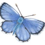 Hanno blue butterfly