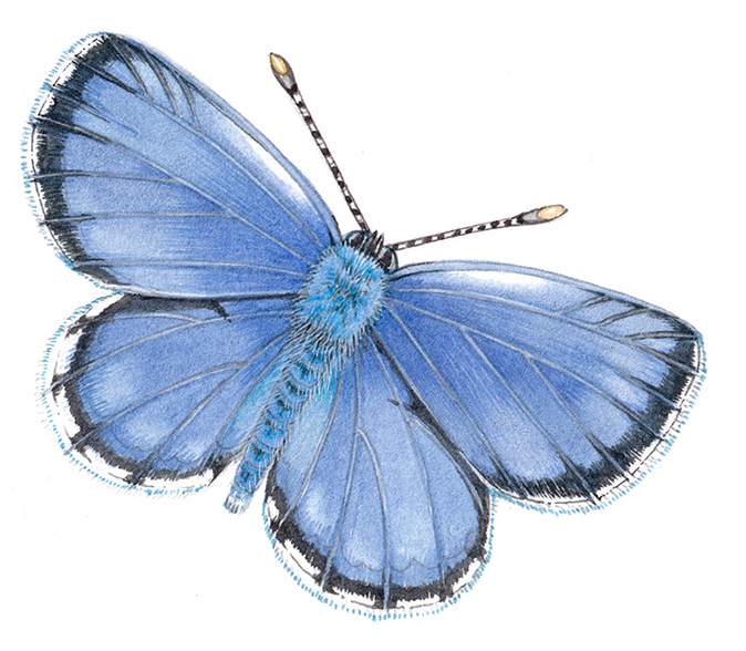 Hanno blue butterfly
