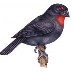 Lesser Antillean Bullfinch
