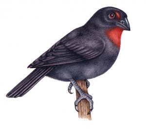 Lesser Antillean Bullfinch