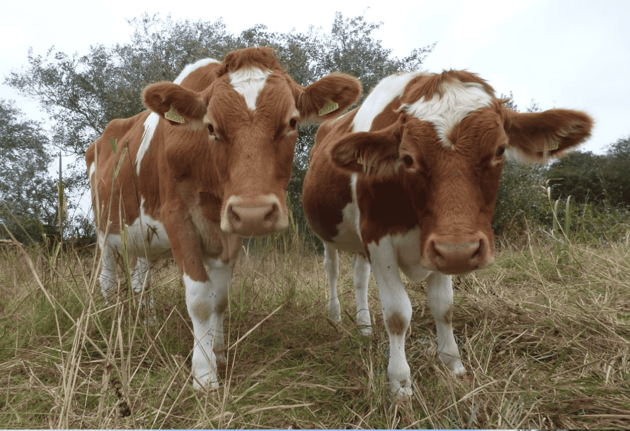 Guernsey Cows