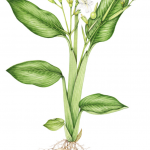 Arrowroot