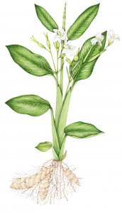 Arrowroot