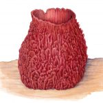 Giant barrel sponge Xestospongia muta low res