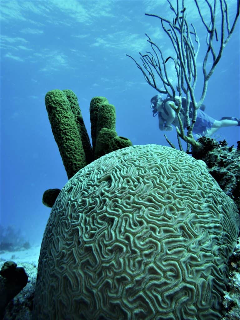 Grooved brain coral in Turks and Caicos - Alizee Zimmermann, Turks & Caicos Reef Fund, www.tcreef.org