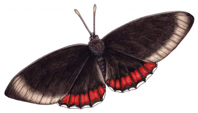 Southern red rim butterfly