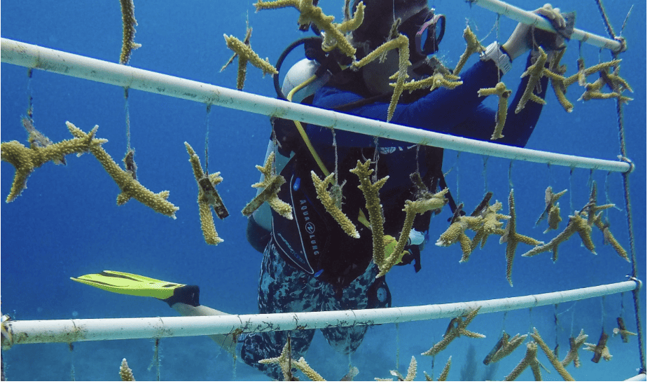 Staghorn growing in our nursery. Photo by Illeana Ravasio @attimiphotography