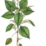 West Indian stinging nettle