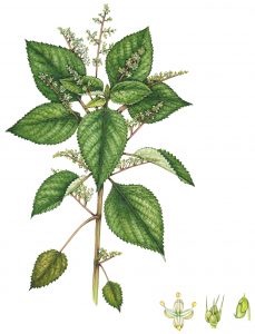 West Indian stinging nettle