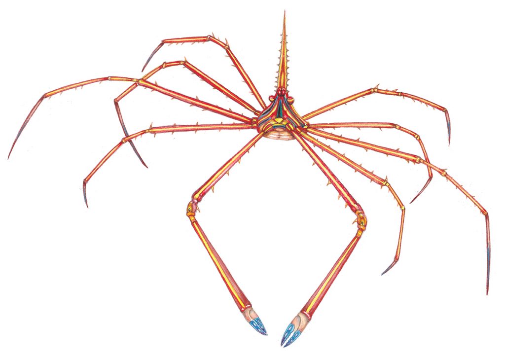 Yellow line arrow crab