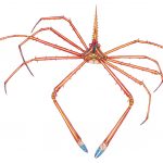 Yellow line arrow crab