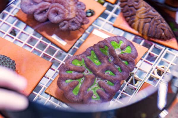 Turks and Caicos Corals