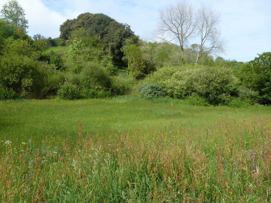 Guernsey meadow