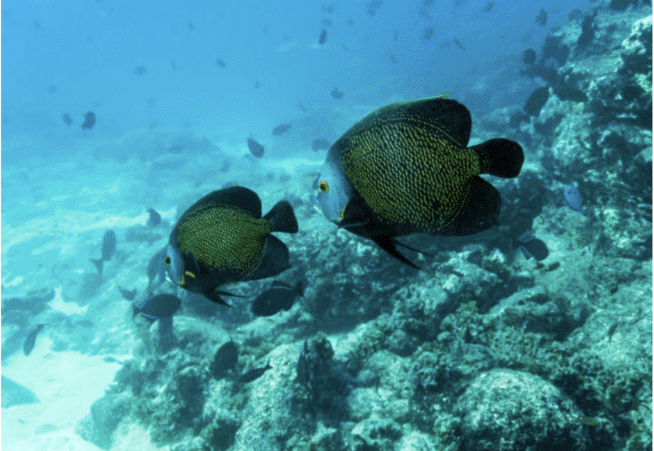 Ascension Island Marine