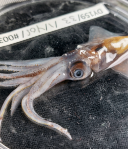 EcoMatch Ascension MPA 3