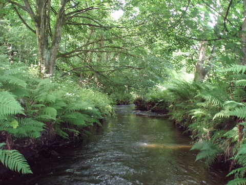 Isle of Man santon river MWT