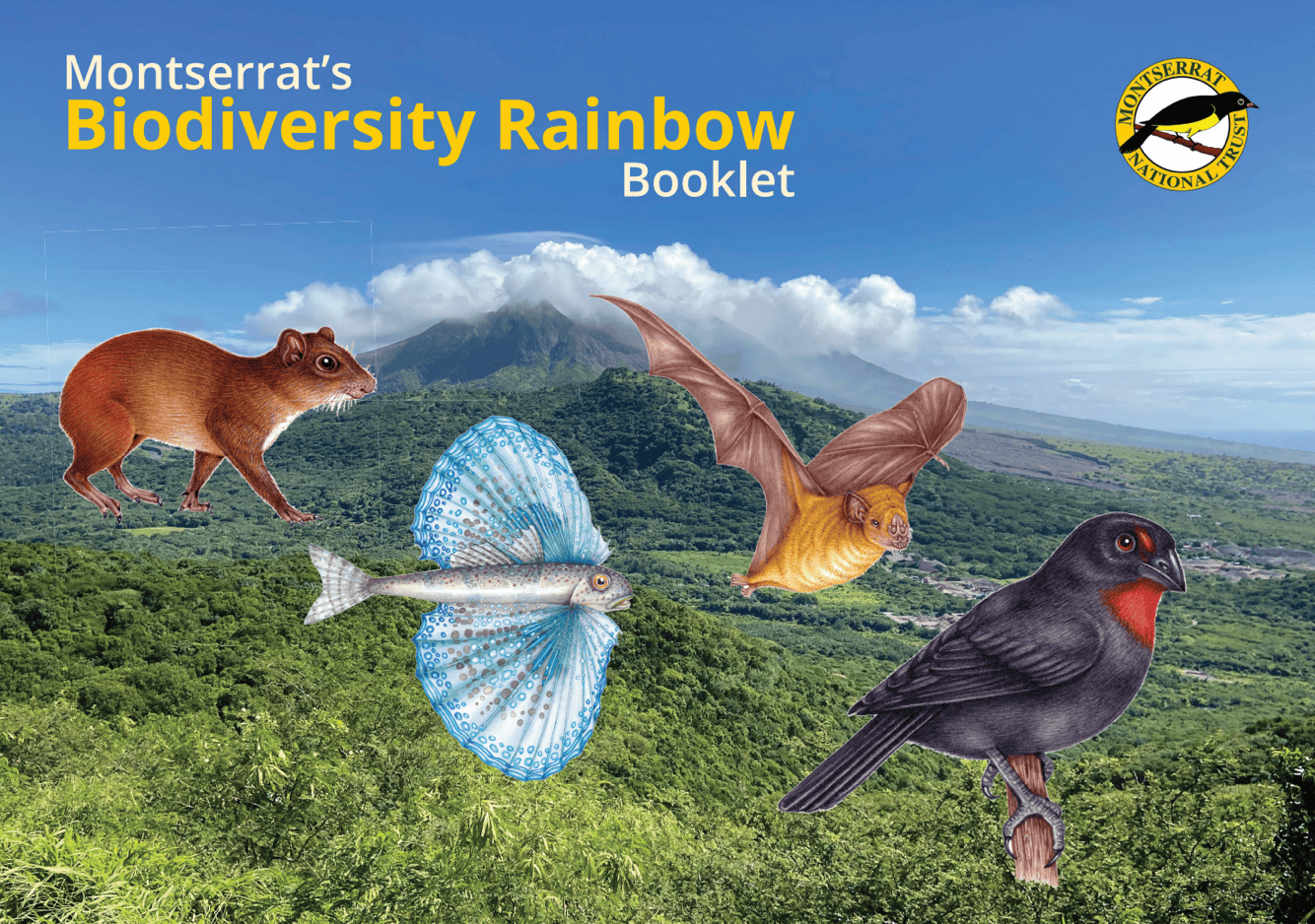 Front cover of the colour activit