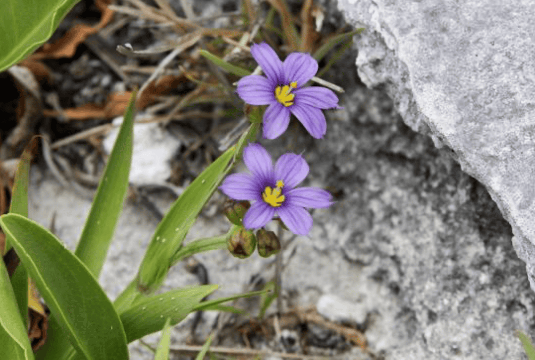 Bermudiana